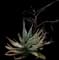 Globule Aloe — design image 1