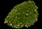 Crown daisy — design image 4