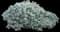 Silver Edged Horehound — design image 1