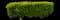 Waxleaf Privet Hedge — design image 1