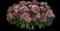 Dart Red White Picotee dianthus — design image 1