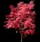 Bloodgood Japanese Maple Tree — design image 7