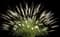 Fountain Grass (Pennisetum) — design image 4