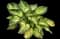 My Fair Lady hosta — design image 1