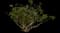Ceylon Jasmine — design image 1