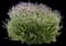 French Lavender — design image 6