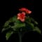 Regal Geranium — design image 1