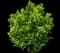 Saucer Magnolia Tree — design image 12