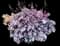 Heuchera NORTHERN EXPOSURE 'Purple' — design image 2