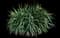 Yucca filamentosa — design image 3