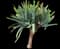 Fan Aloe Plant — design image 1