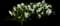 Hyacinth — design image 7