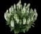 Apex™ White Salvia nemorosa — design image 1