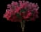 Dynamite Crape Myrtle — design image 1
