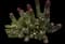 Ram's Horn Aloe — design image 1
