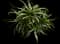 Torch Aloe — design image 5