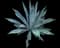Blue American Agave Plant — design image 15