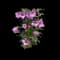 Rose of Sharon — design image 3