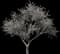Apple Tree — design image 3