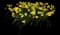 Wild Daffodil — design image 22