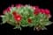 Ice Plant — design image 1