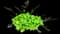 Guacamole™ Coral Bells — design image 2