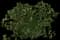 Common Hawthorn — design image 2