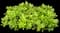 Japanese Spurge Groundcover — design image 9