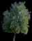 California Peppertree — design image 1