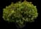 Fragrant Tea Olive Tree — design image 2