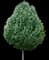 Cleveland Pear Tree — design image 1