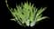 Bearded Iris — design image 8