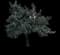 Tree-of-Heaven — design image 1