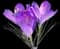 Saffron Crocus — design image 1