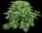 Box Elder Maple — design image 3