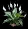 Peace Lily Plant — design image 1