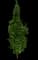 Rising Fire® Columnar American Hornbeam — design image 1