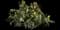 Creeping Mahonia — design image 4