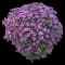 Purple Dome Fall Aster — design image 1