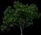 Persian Ironwood — design image 2