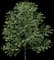 Sweet Birch — design image 2