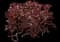 Red-stemmed crassula — design image 1