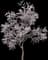 Almond Tree — design image 3