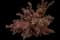 Ninebark (Physocarpus opulifolius) — design image 11