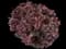 Barberry Bush — design image 10