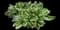 Patriot - Hosta — design image 3