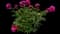 Peony (Paeonia) — design image 30