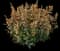 KUDOS™ 'Kudos Gold' Agastache — design image 1