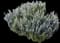Tuscan Rosemary — design image 6