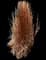 Little Bluestem Grass — design image 2